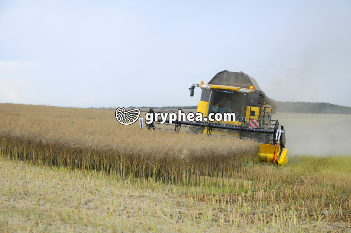 Moisson du Colza - gryphea.com